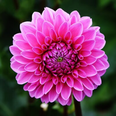 Vorschaubild Obst- und Blumenverein Donsieders