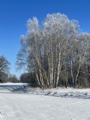Vorschaubild Winterlandschaft zwischen Pretzsch und Splau