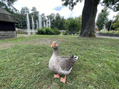 Gans Berta am Schwanenteich, Foto: A. Montenbruck