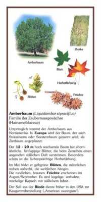 Vorschaubild Amberbaum