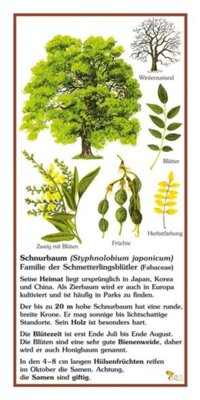 Vorschaubild Schnurbaum