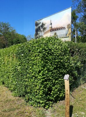 Vorschaubild Schloßparkführer Sonnewalde