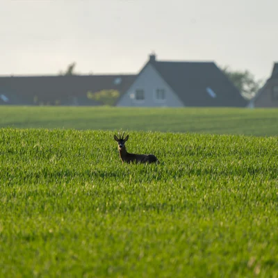 Kaltenhof