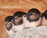 Kindertagespflege kleines Schwalbennest