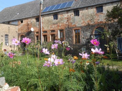 Cosmea vor dem Haus