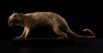 Vorschaubild Museum - Naturalienkabinett Waldenburg