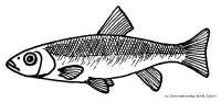 Bild von Fischerstammtisch