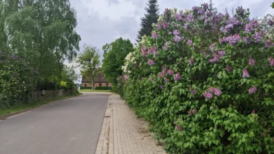 Vorschaubild Goddin