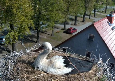 Bild von Der Storch