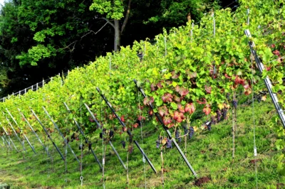 Weinberg Schenklengsfeld (c) Monika Greb