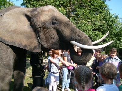 Foto zur Meldung: Ein Elefant zum Frühstück