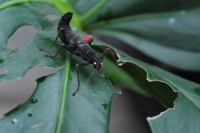 Foto zur Meldung: Gäste aus Peru in der Biosphäre: 6 seltene Samtschrecken in der Potsdamer Tropenwelt