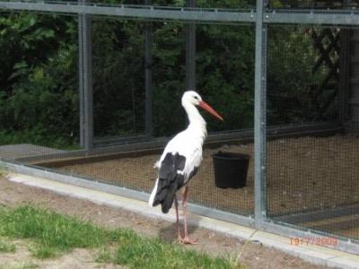 RWV Wulfen e.V. zu Besuch bei Storch und Biber  (Bild vergrößern)