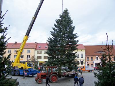 Foto zur Meldung: Weihnachtsbaum auf dem Calauer Marktplatz 