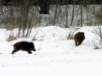 Endlos-Winter bringt Schonzeit für das Wild mit sich