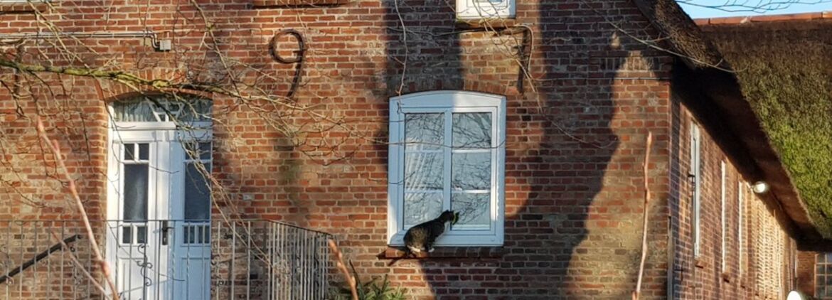 Foto von Stirnseite eines Reetdachhofes mit Katze auf dem Fenstersims