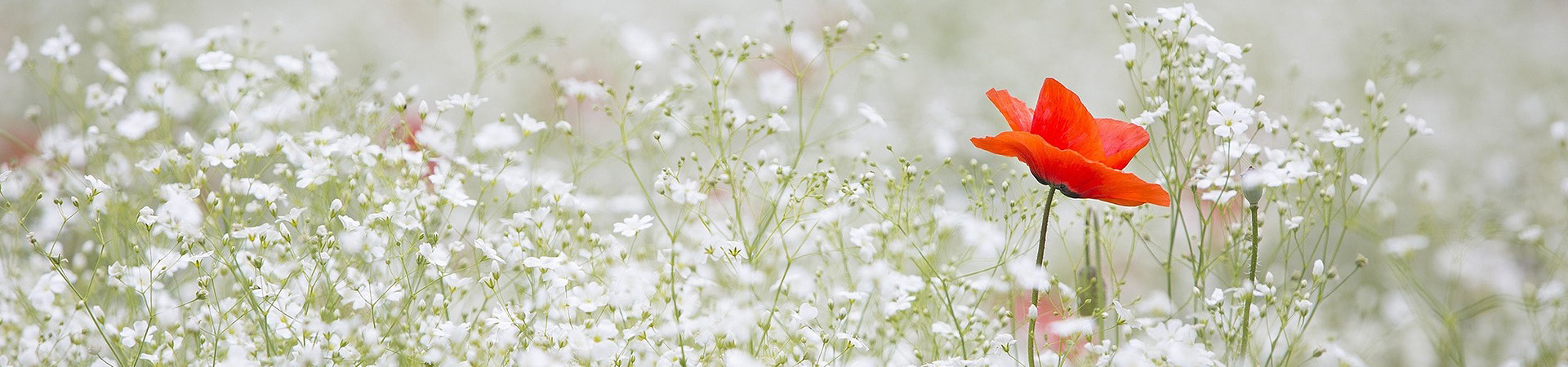 Roter Mohn inmitten weißer Blüten-Symbol für natürliche Heilung und Balance bei Allergien und Unverträglichkeiten, Heilpraktiker René Kohrt Berlin
