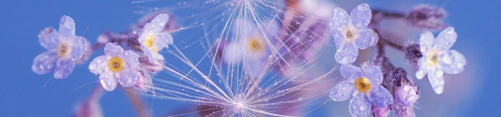 Makroaufnahme kleiner violetter Blüten und schwebender Pollen vor blauem Hintergrund – Sinnbild für Pollenallergie und Heuschnupfen.