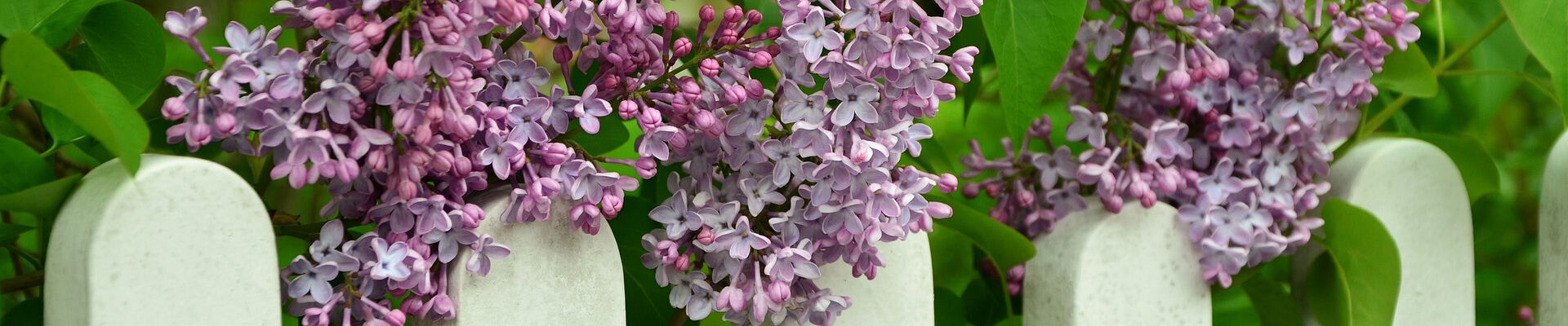 Flieder © pixabay.com