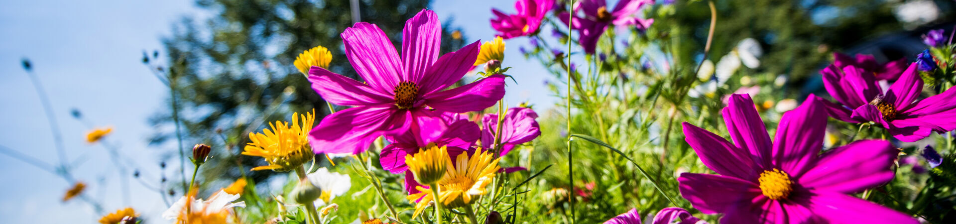 Sommerblumen
