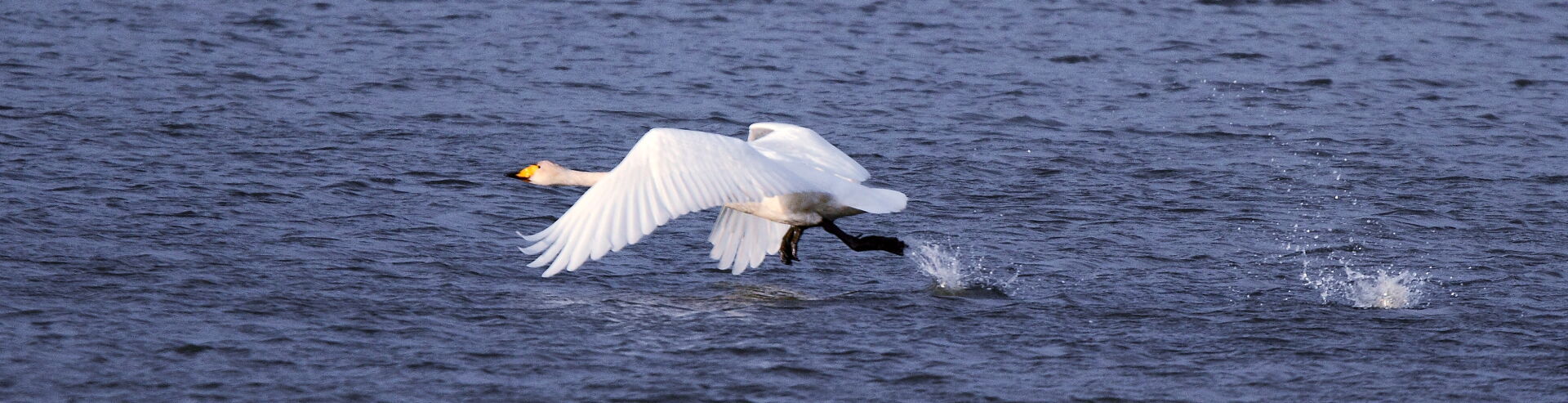 Bannerbild | zur Startseite