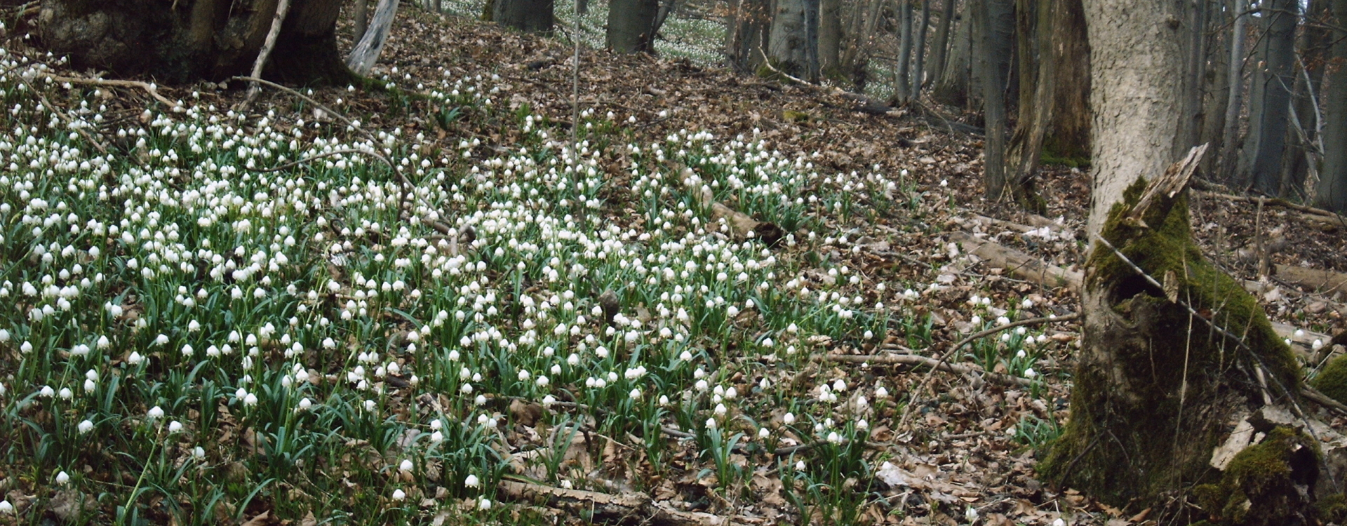 Schneeglöckchenberg