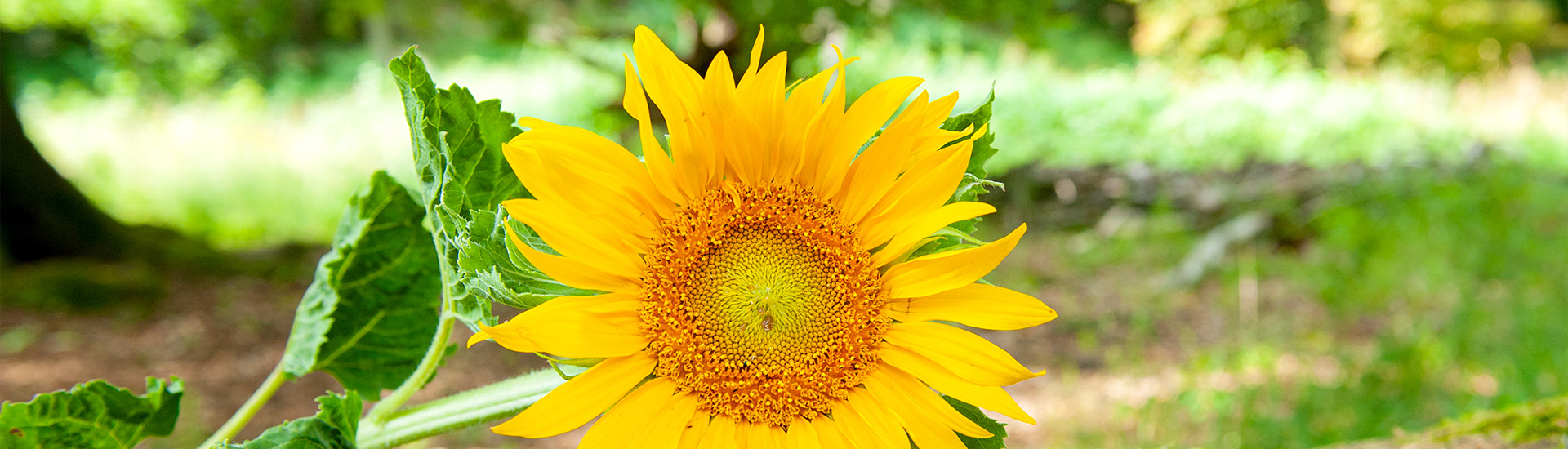 Bannerbild