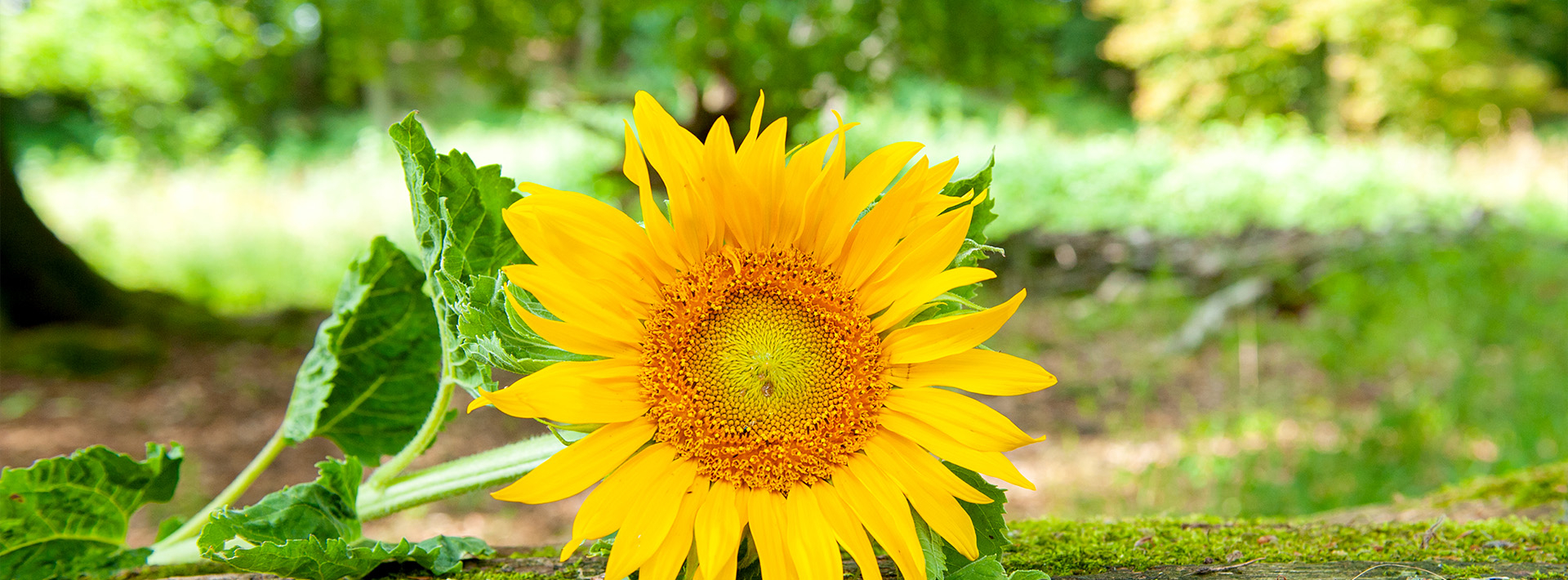 Bannerbild