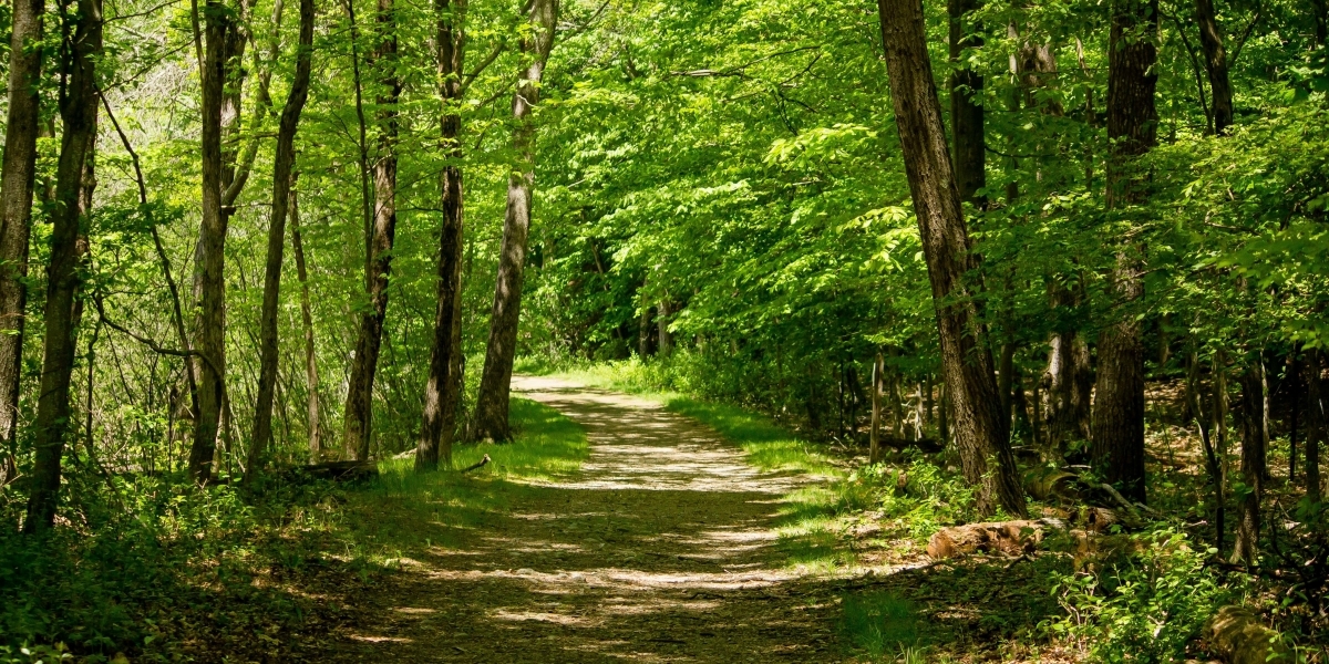Bannerbild