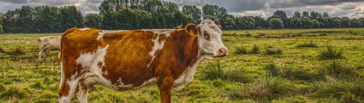 Bannerbild