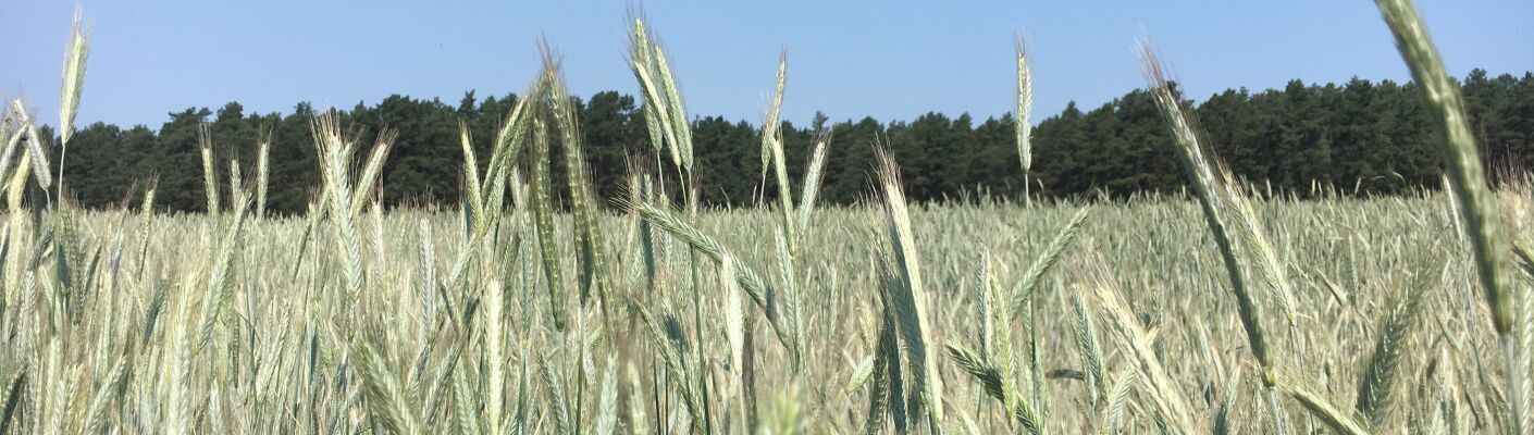 Bannerbild