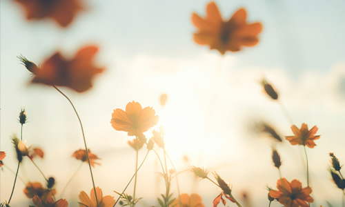 Bannerbild