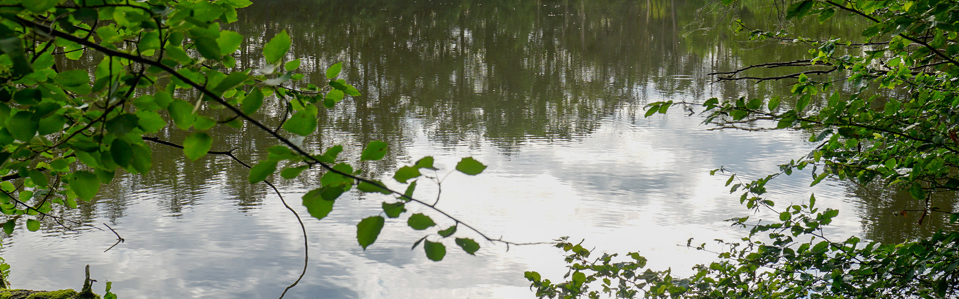 Bannerbild