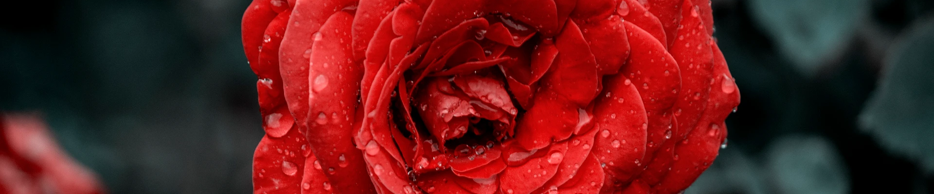 Bannerbild