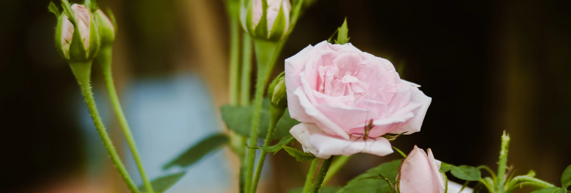 Bannerbild