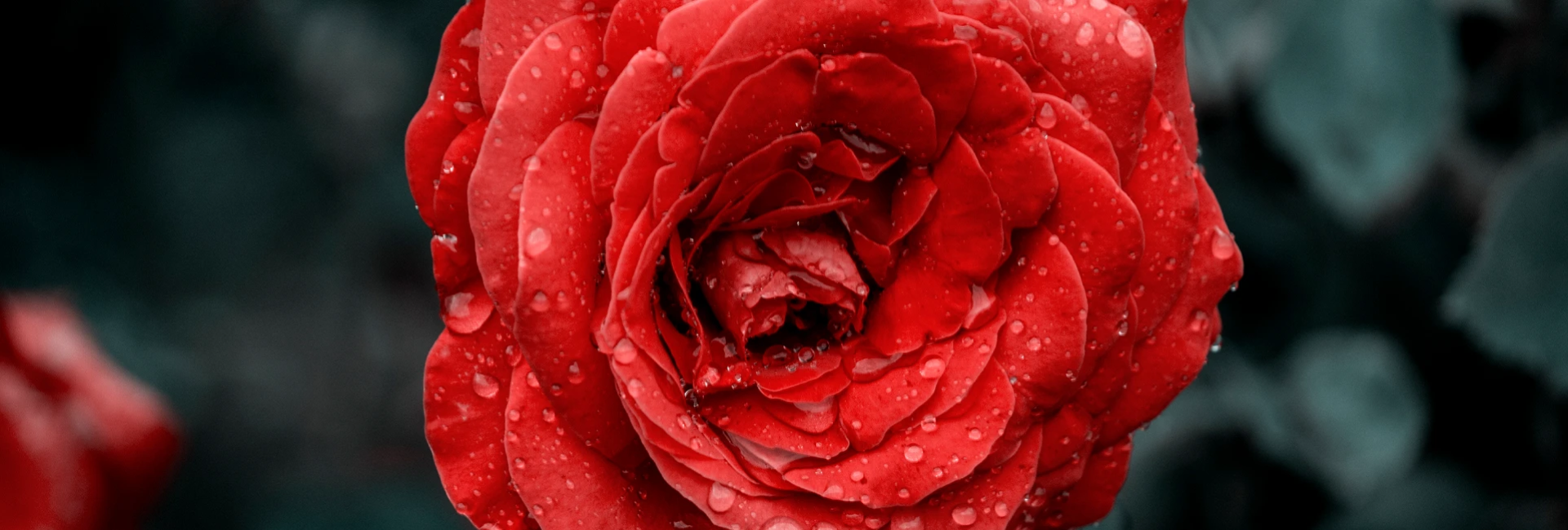 Bannerbild