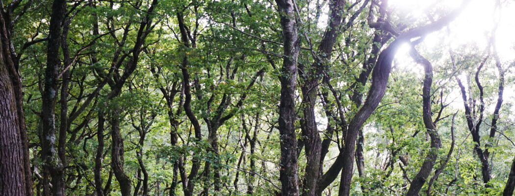 Bannerbild