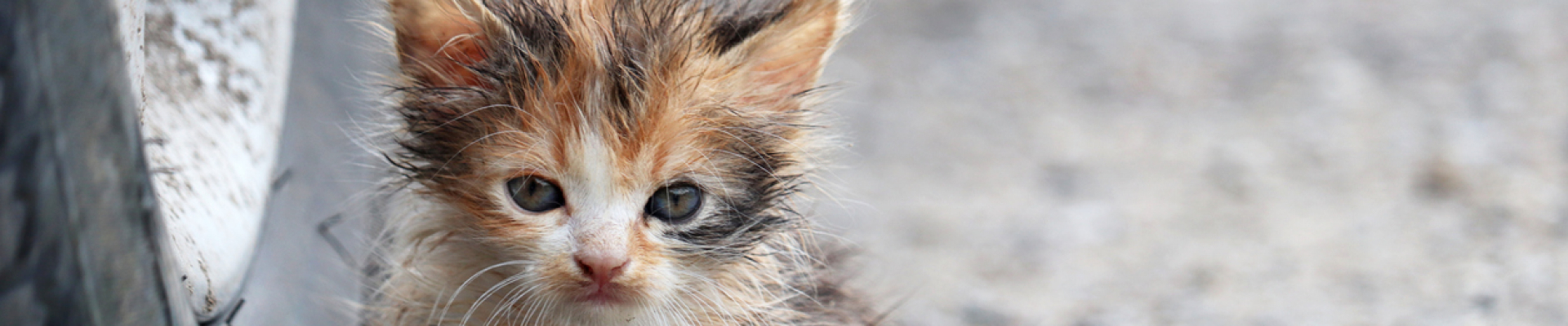 Bannerbild