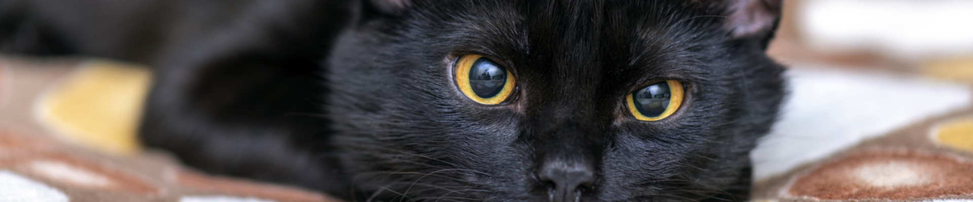 Bannerbild