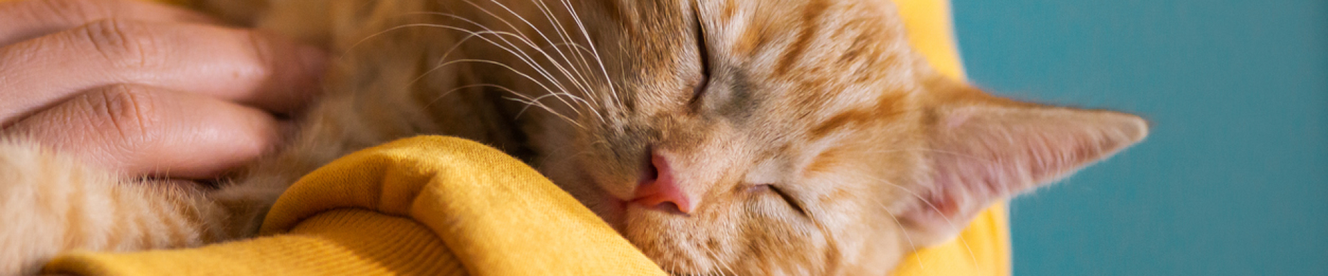 Bannerbild