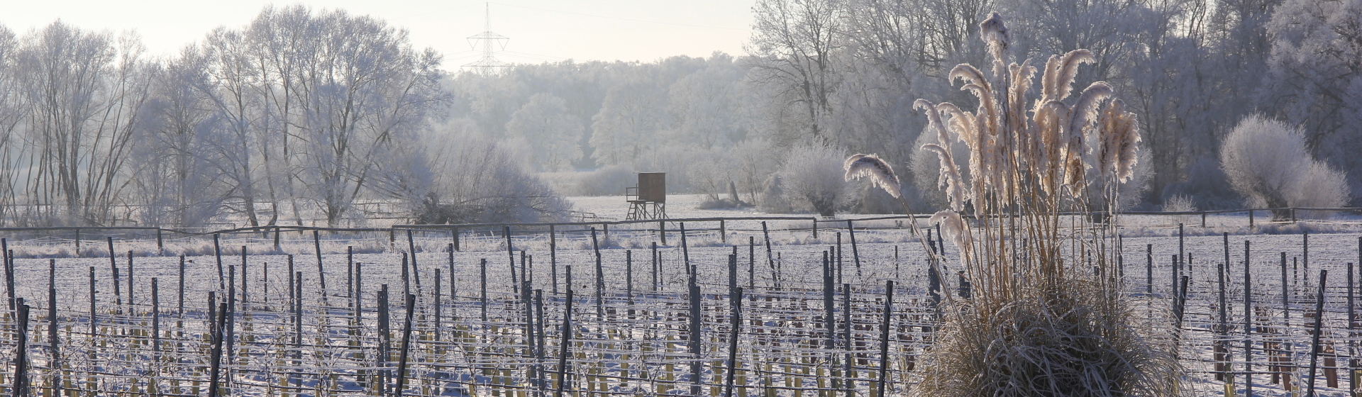 Bannerbild