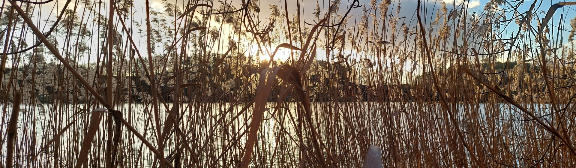 Bannerbild