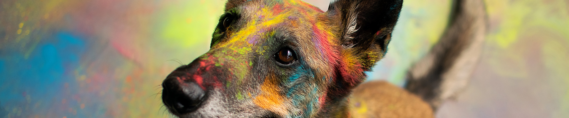 Bannerbild