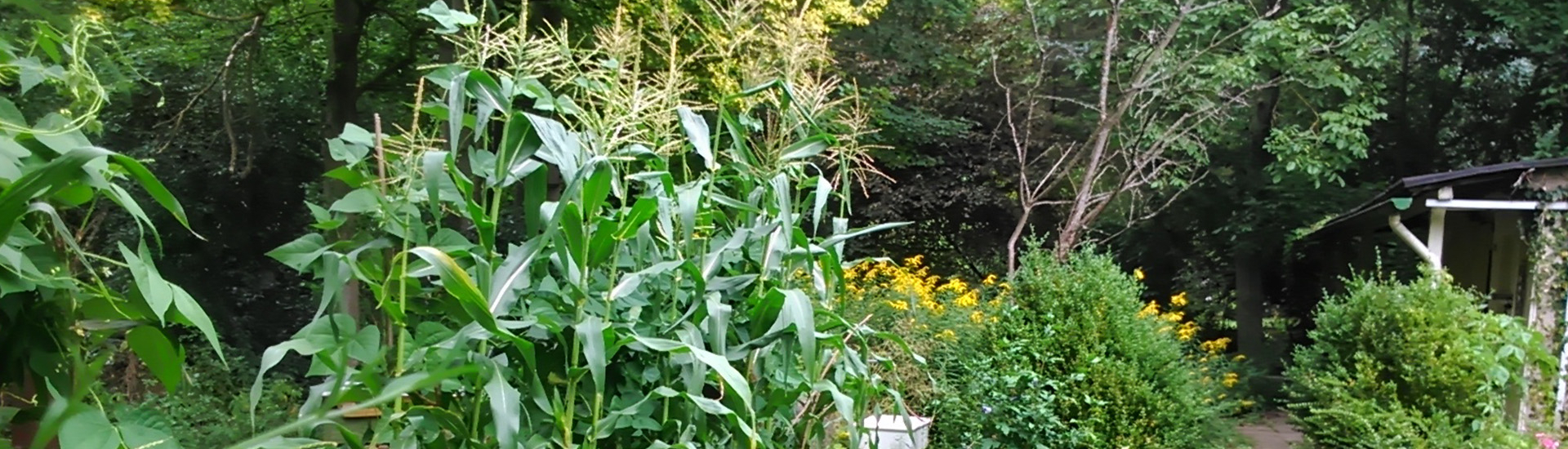 Bannerbild