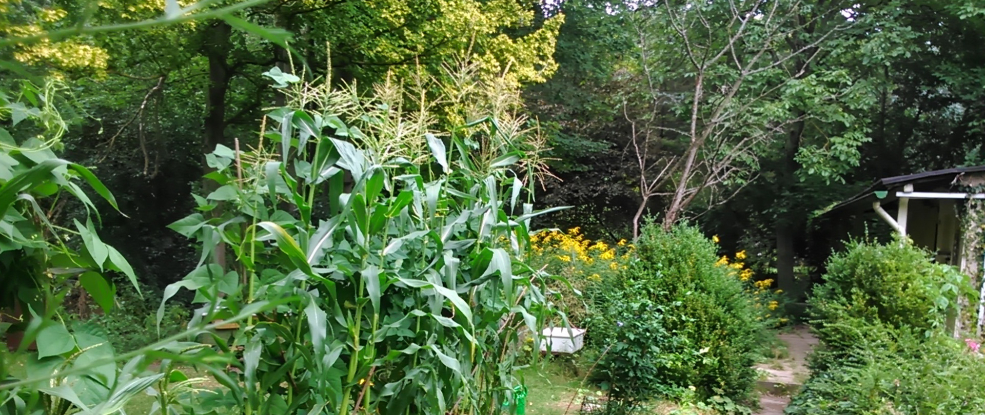prachtvoller, grüner Garten
