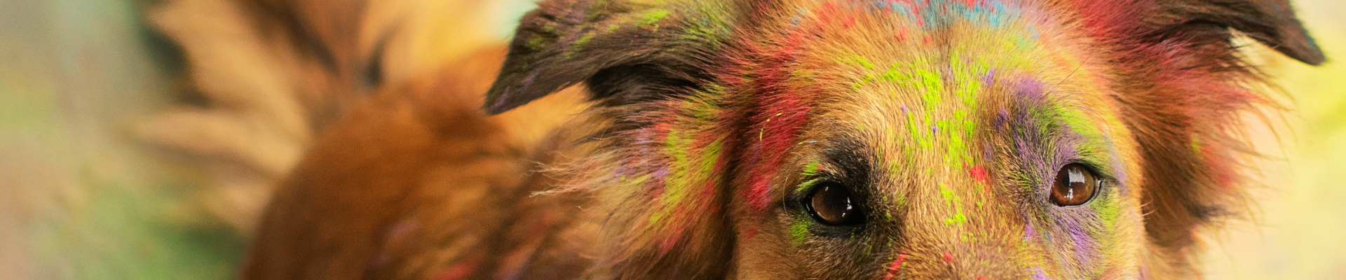 Bannerbild