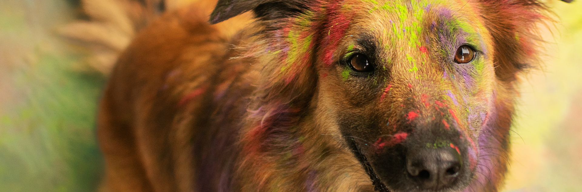 Bannerbild