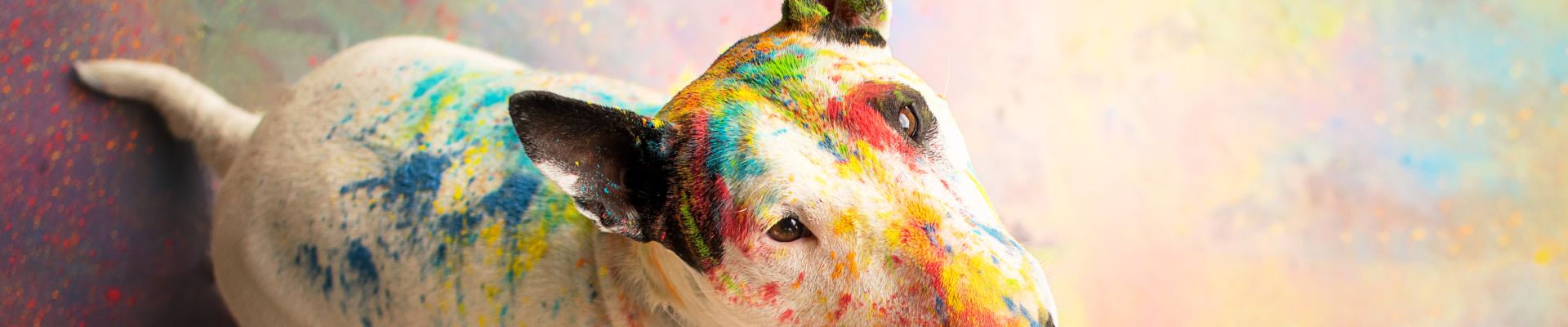 Bannerbild