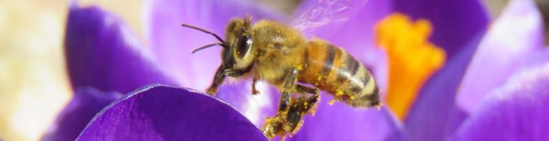 Bannerbild | zur Startseite