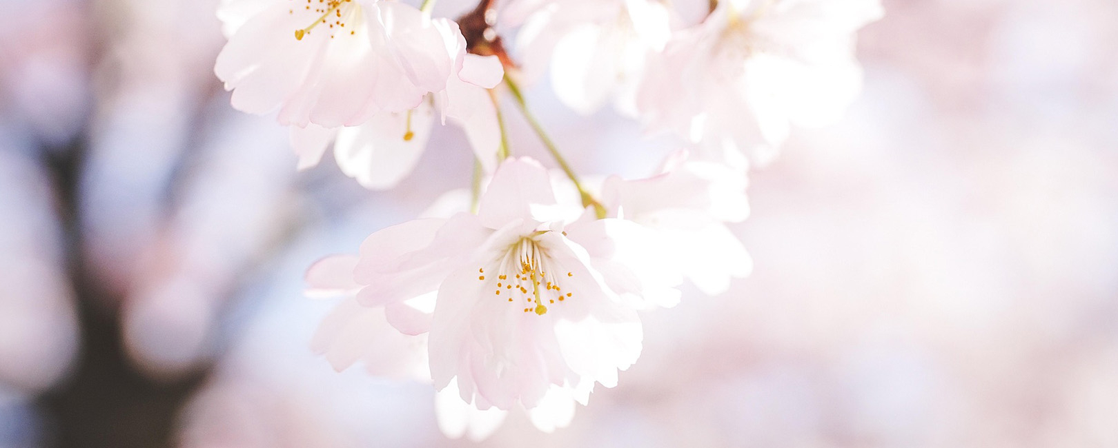 Bannerbild